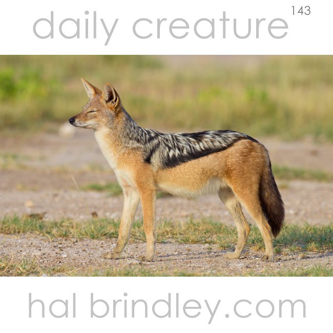 Daily Creature 143: Black-Backed Jackal - Hal Brindley Wildlife