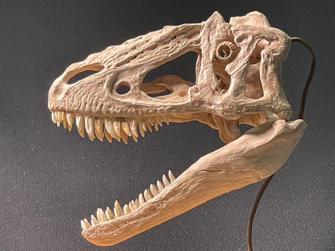 木彫　恐竜　ユウティラヌス　頭骨模型　11cm