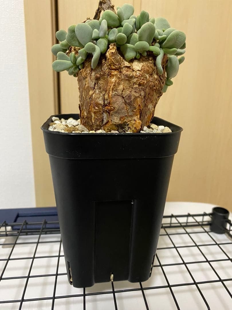 発根済みケラリアピグマエア ケラリア ピグマエア 【発根済】S | RAFLUM / ラフラム｜東京、大阪の